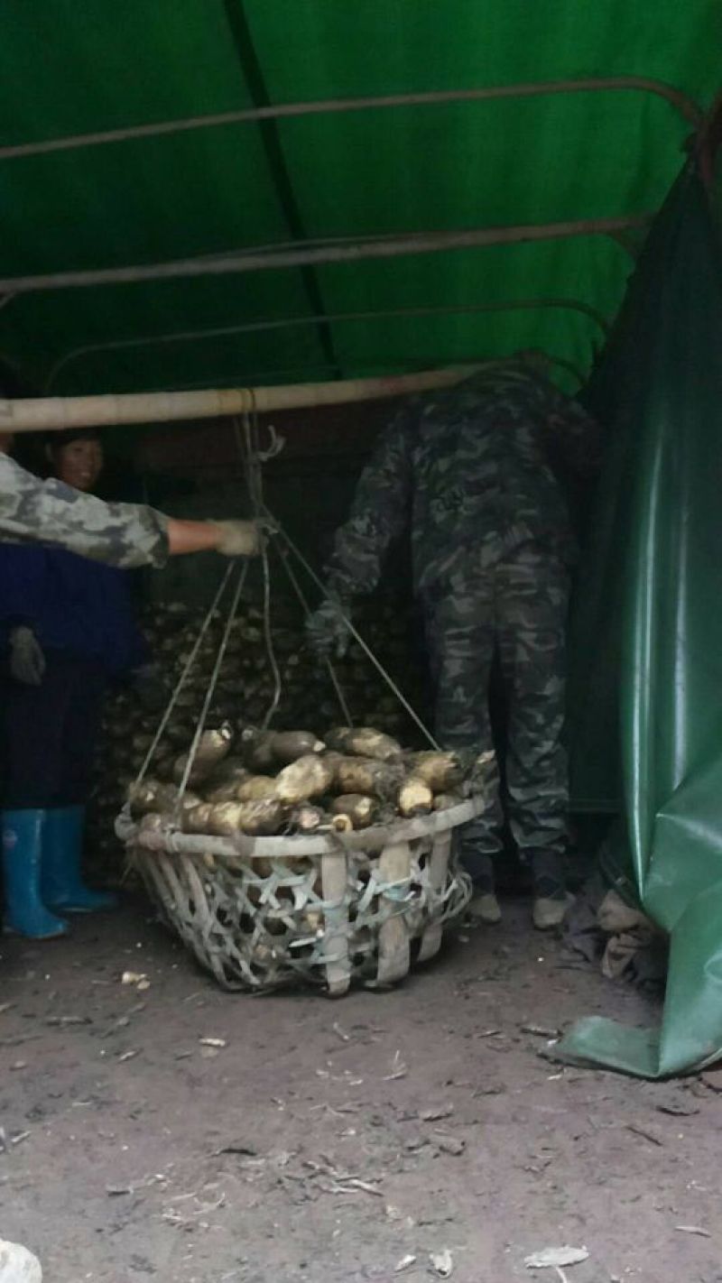 洪湖莲藕3735新35包上车皮色白质量保证