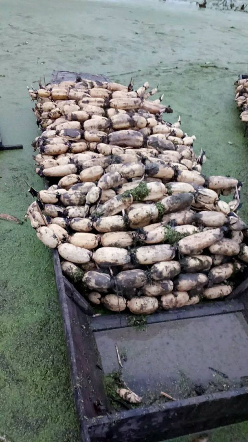 洪湖莲藕3735新35包上车皮色白质量保证