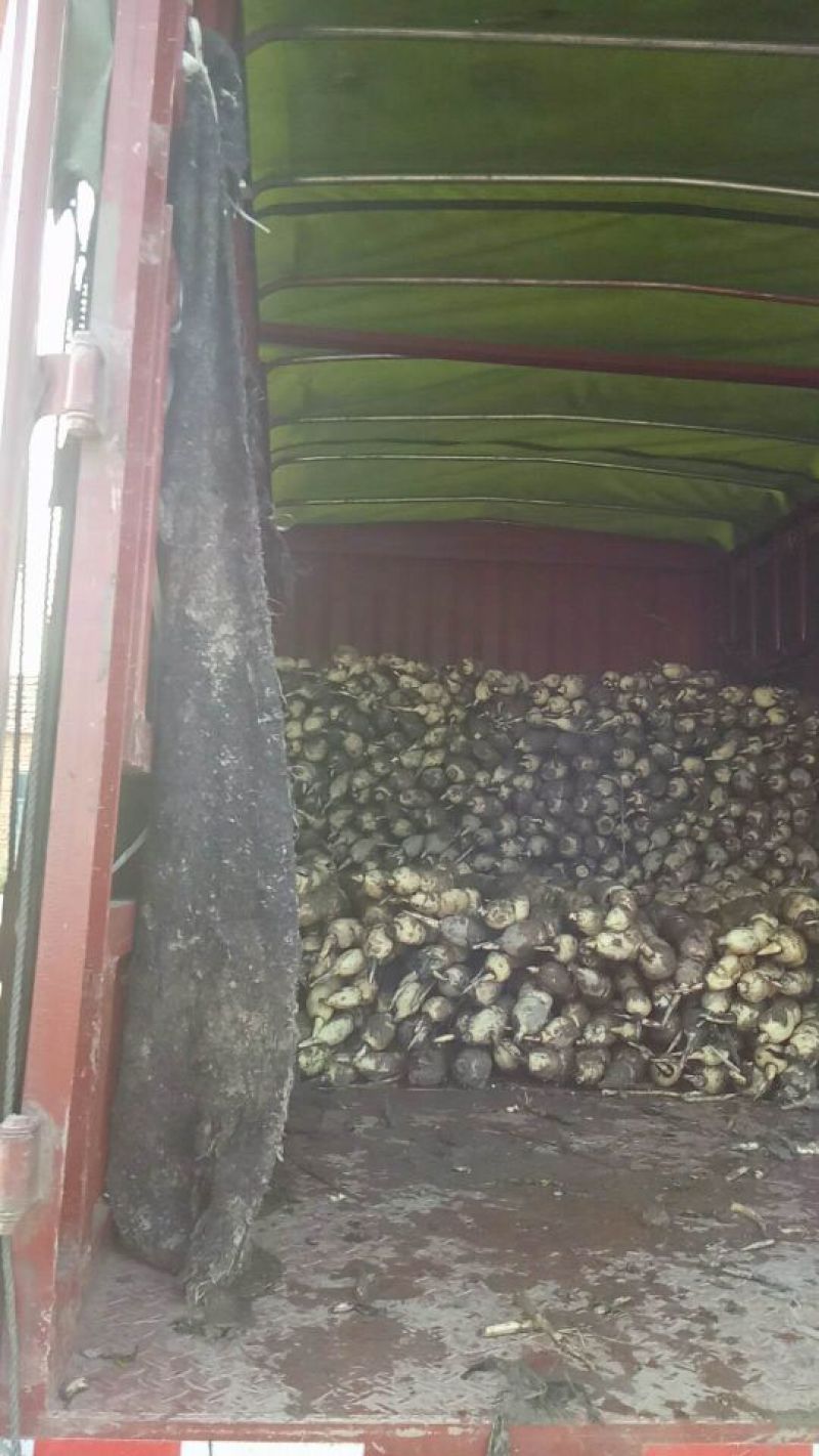 洪湖莲藕3735新35包上车皮色白质量保证