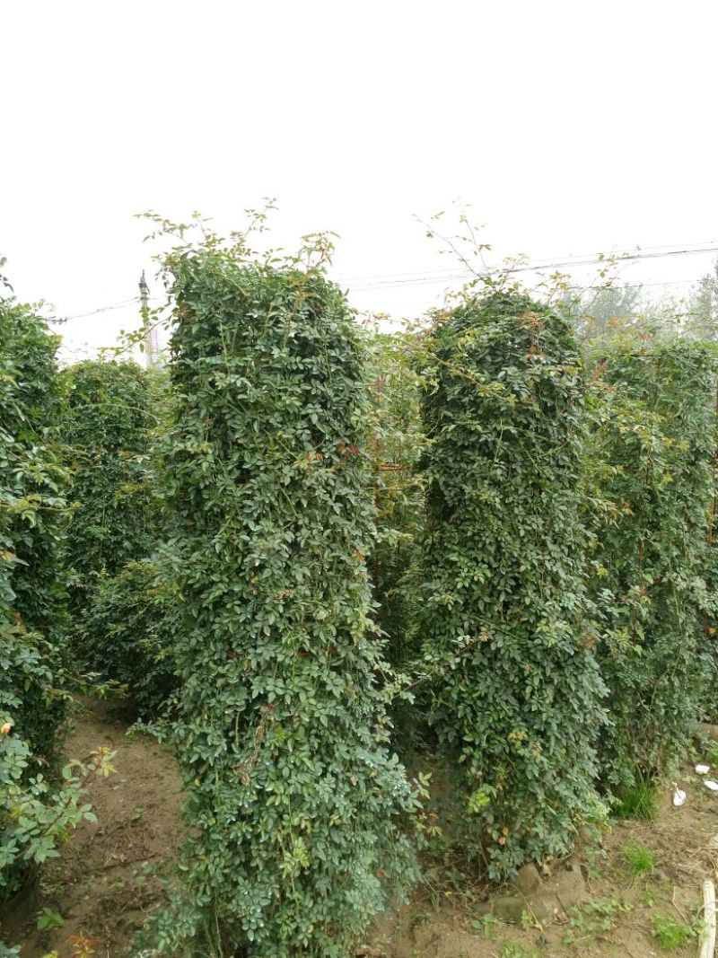 月季专供，批发，零售，造型，藤本月季80cm以上