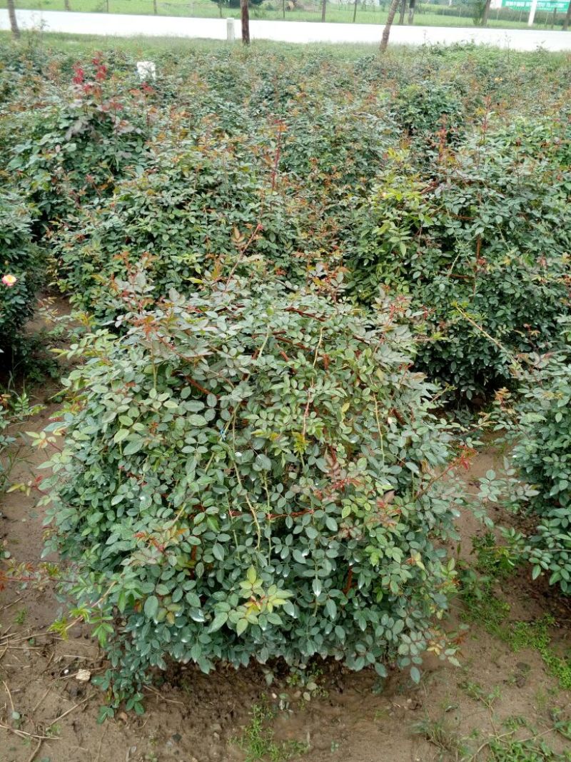 月季专供，批发，零售，造型，藤本月季80cm以上