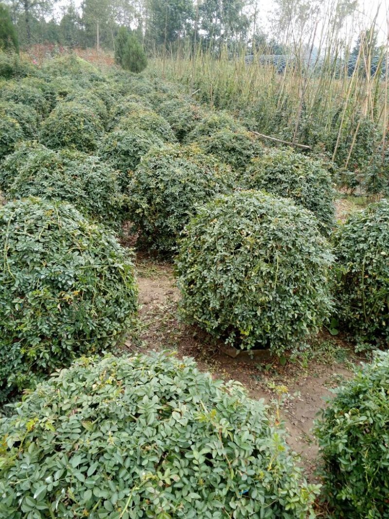 月季专供，批发，零售，造型，藤本月季80cm以上