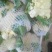 白面青梗松花菜2~3斤散花乳白
