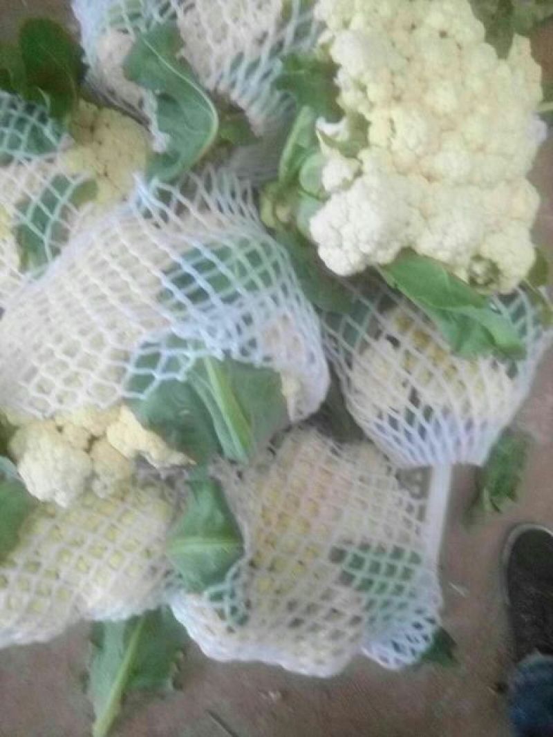 白面青梗松花菜2~3斤散花乳白