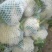 白面青梗松花菜2~3斤散花乳白