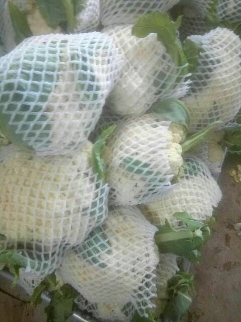 白面青梗松花菜2~3斤散花乳白