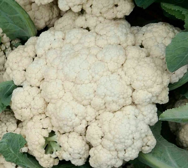 白面青梗松花菜2~3斤散花乳白
