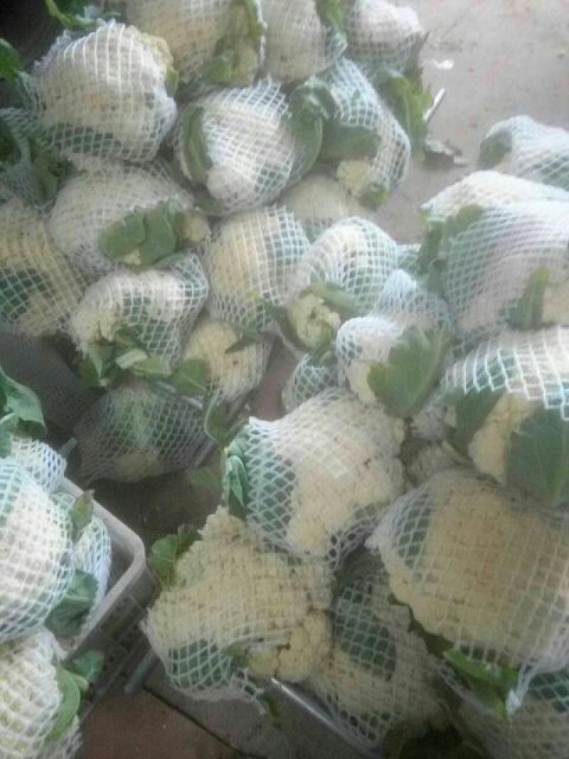 白面青梗松花菜2~3斤散花乳白