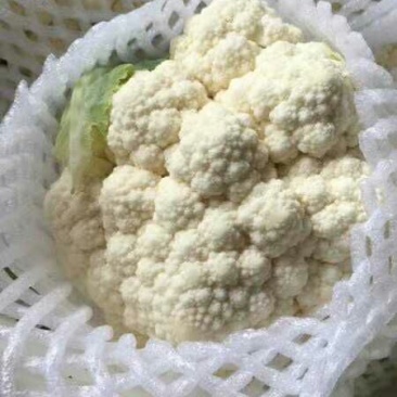 雪宝菜花2~3斤紧花乳白
