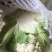 雪宝菜花2~3斤紧花乳白