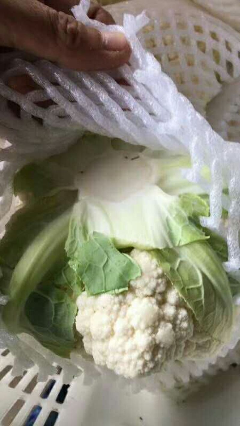 雪宝菜花2~3斤紧花乳白