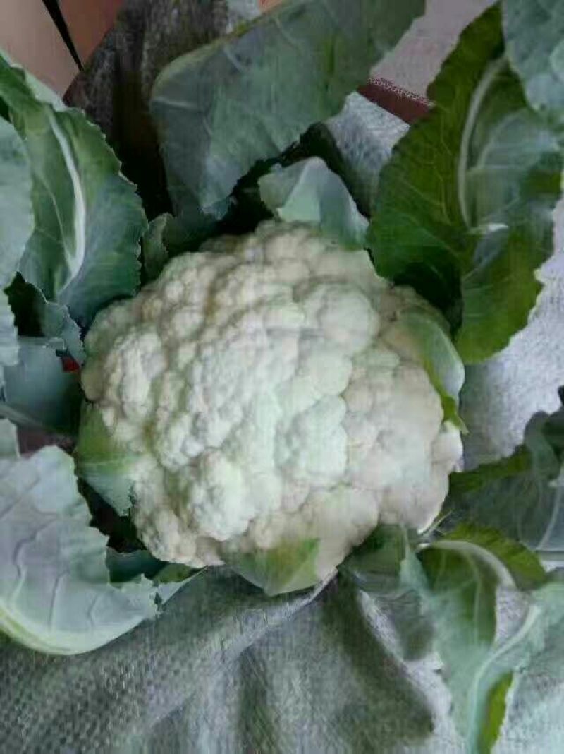 雪宝菜花2~3斤紧花乳白