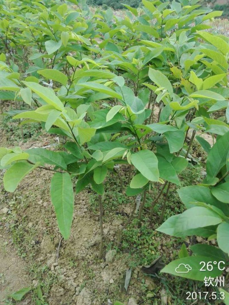 番荔枝苗凤梨释迦果苗