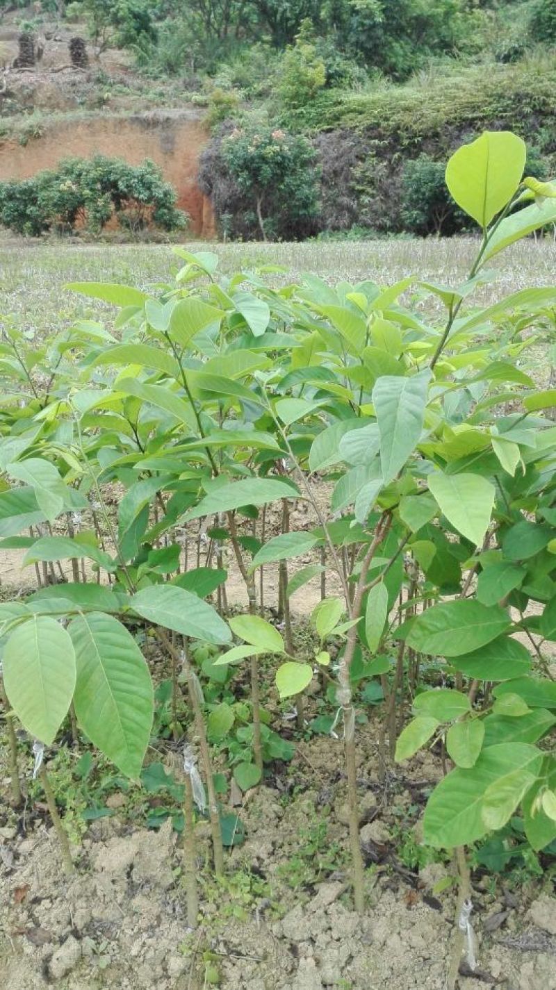 番荔枝苗凤梨释迦果苗