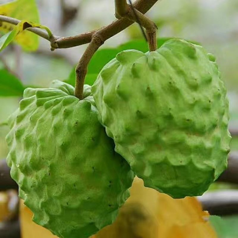番荔枝苗凤梨释迦果苗