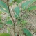 番荔枝苗凤梨释迦果苗