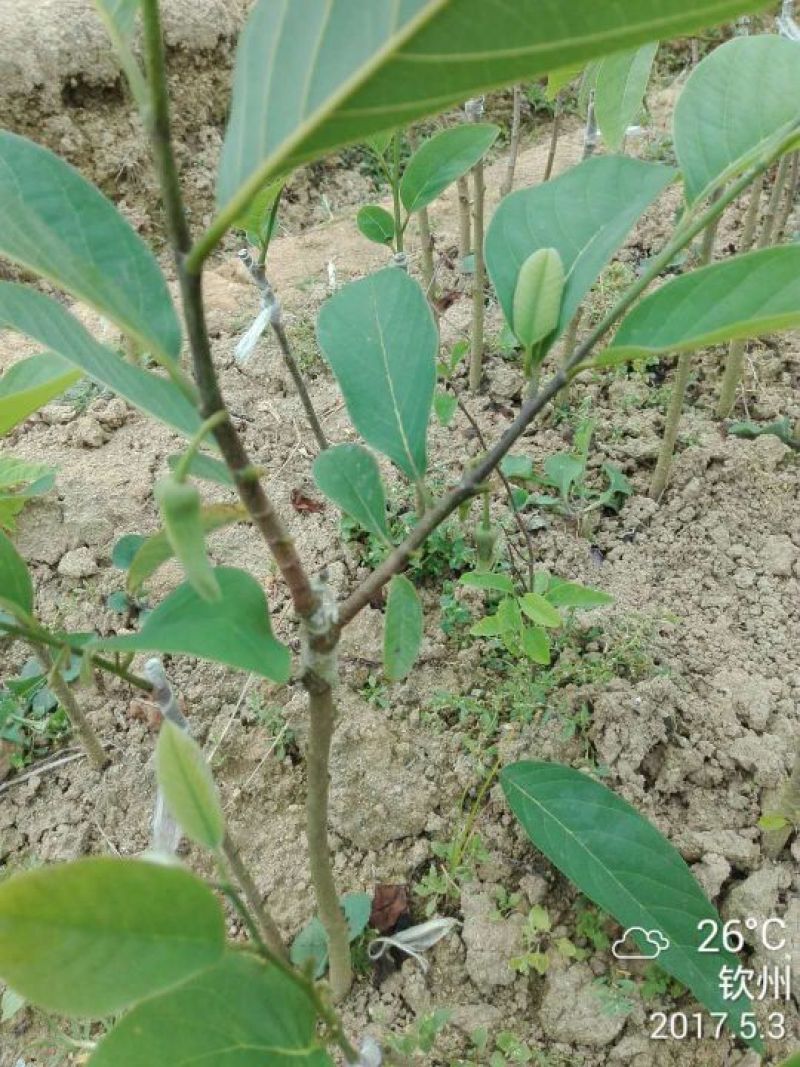 番荔枝苗凤梨释迦果苗