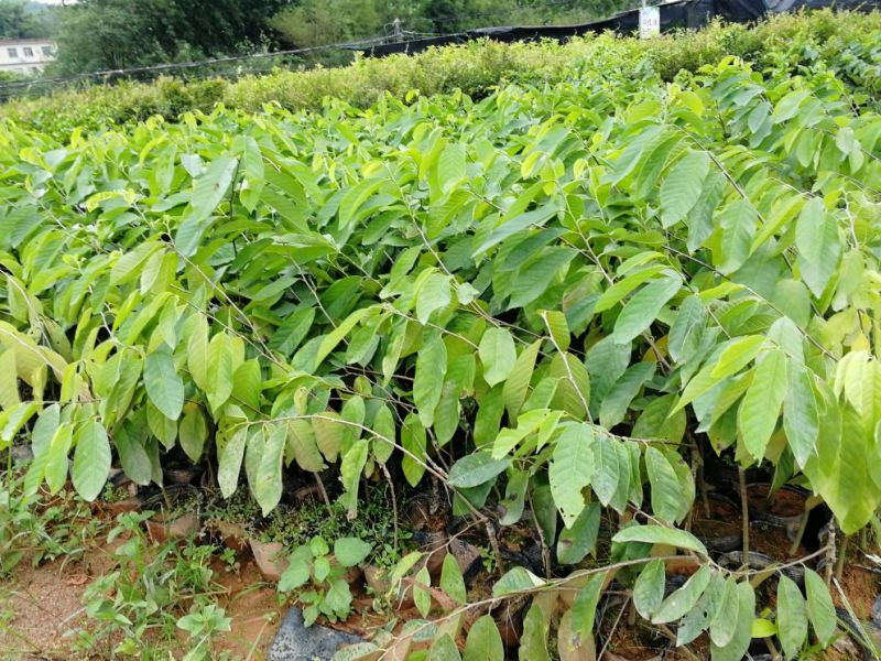 番荔枝苗凤梨释迦果苗