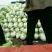 大白菜净菜4~6斤