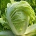 大白菜净菜4~6斤