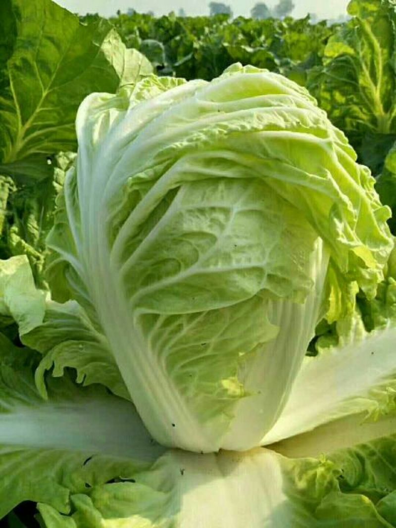 大白菜净菜4~6斤