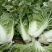 大白菜净菜4~6斤