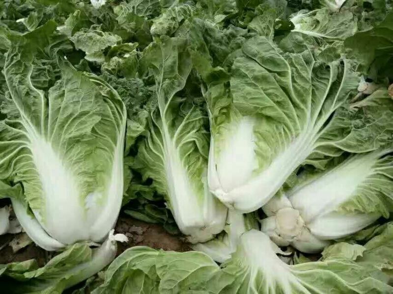 大白菜净菜4~6斤