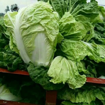 大白菜净菜4~6斤