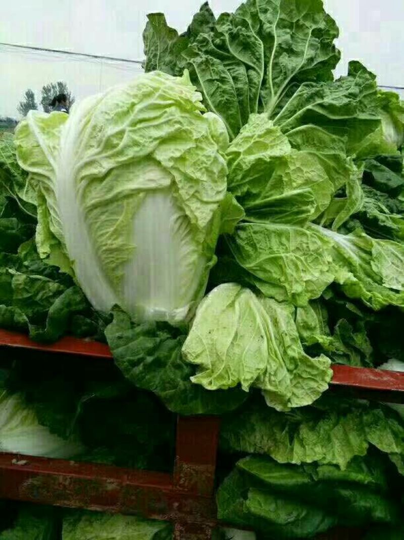 大白菜净菜4~6斤