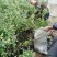 蓝莓苗2年以上80~100cm