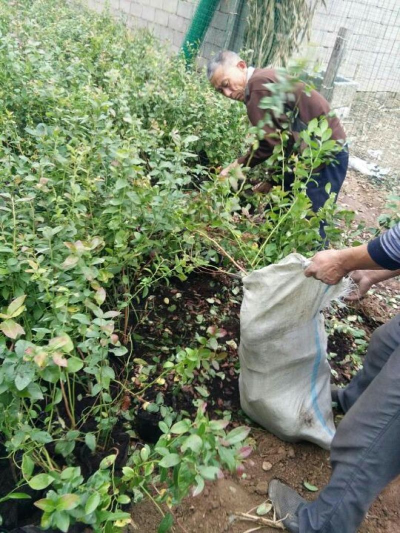 蓝莓苗2年以上80~100cm