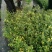 蓝莓苗2年以上80~100cm