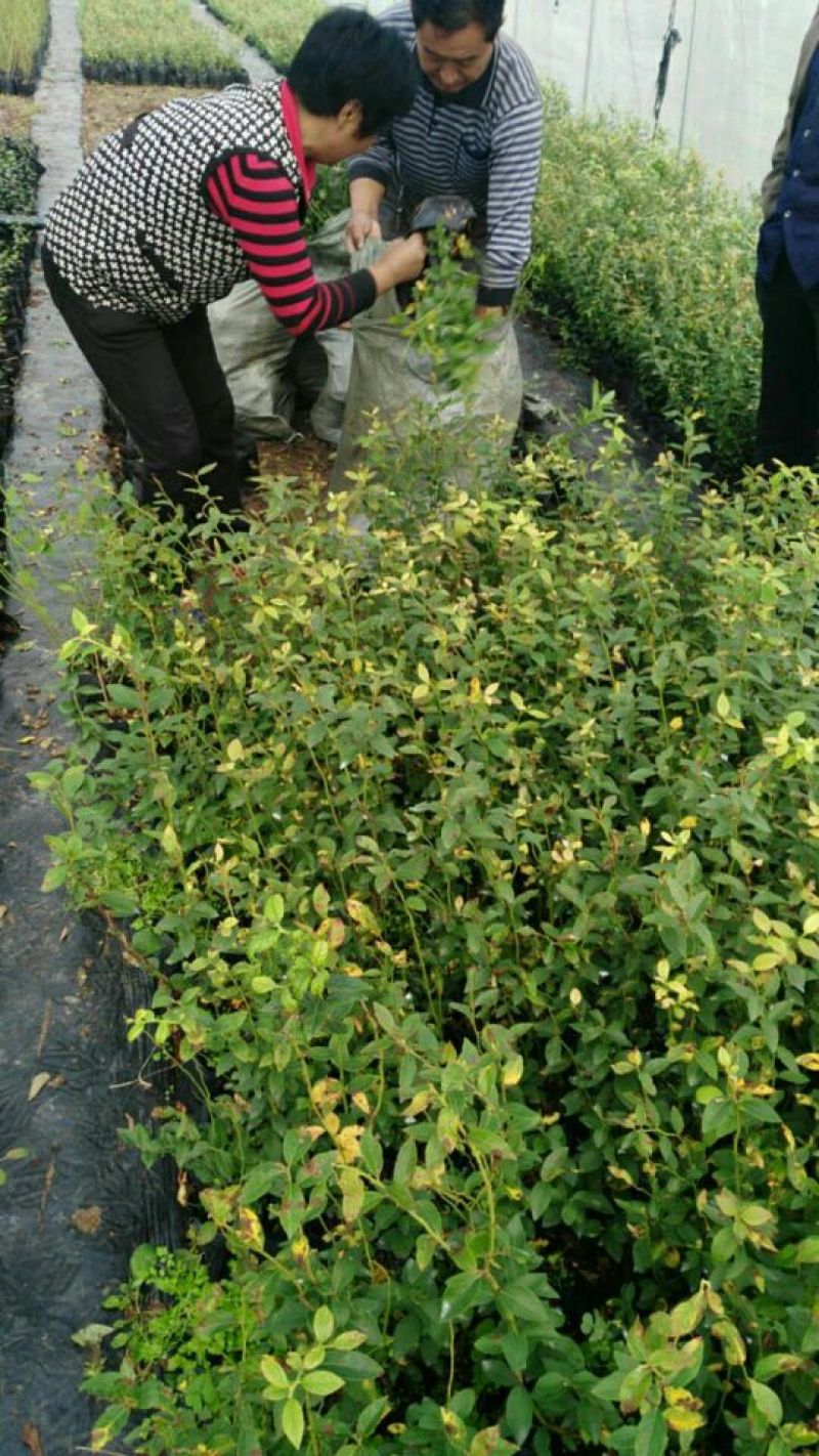 蓝莓苗2年以上80~100cm