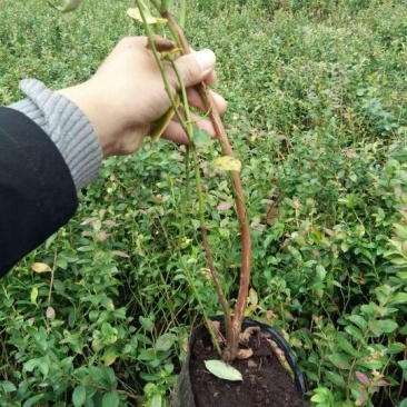 蓝莓苗2年以上80~100cm