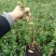 蓝莓苗2年以上80~100cm
