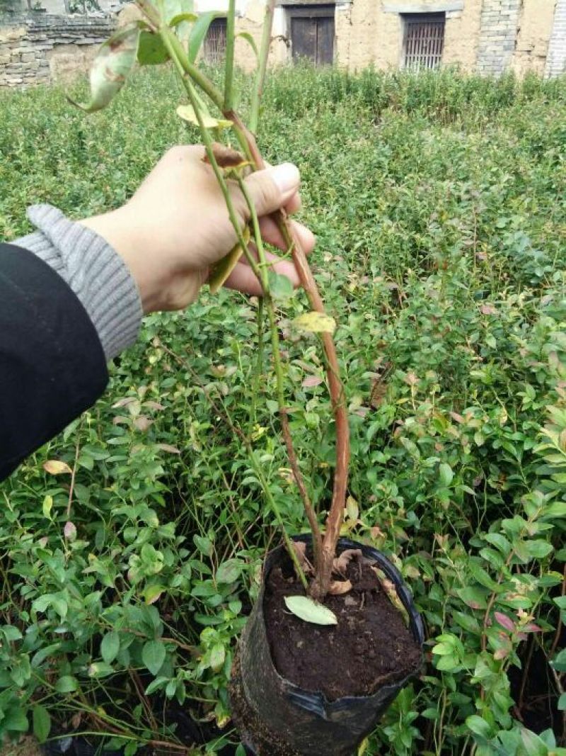 蓝莓苗2年以上80~100cm