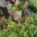 蓝莓苗2年以上80~100cm