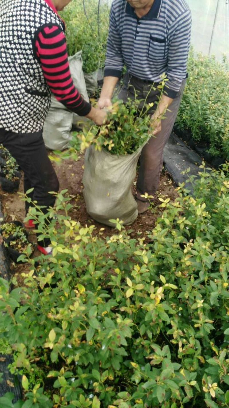 蓝莓苗2年以上80~100cm