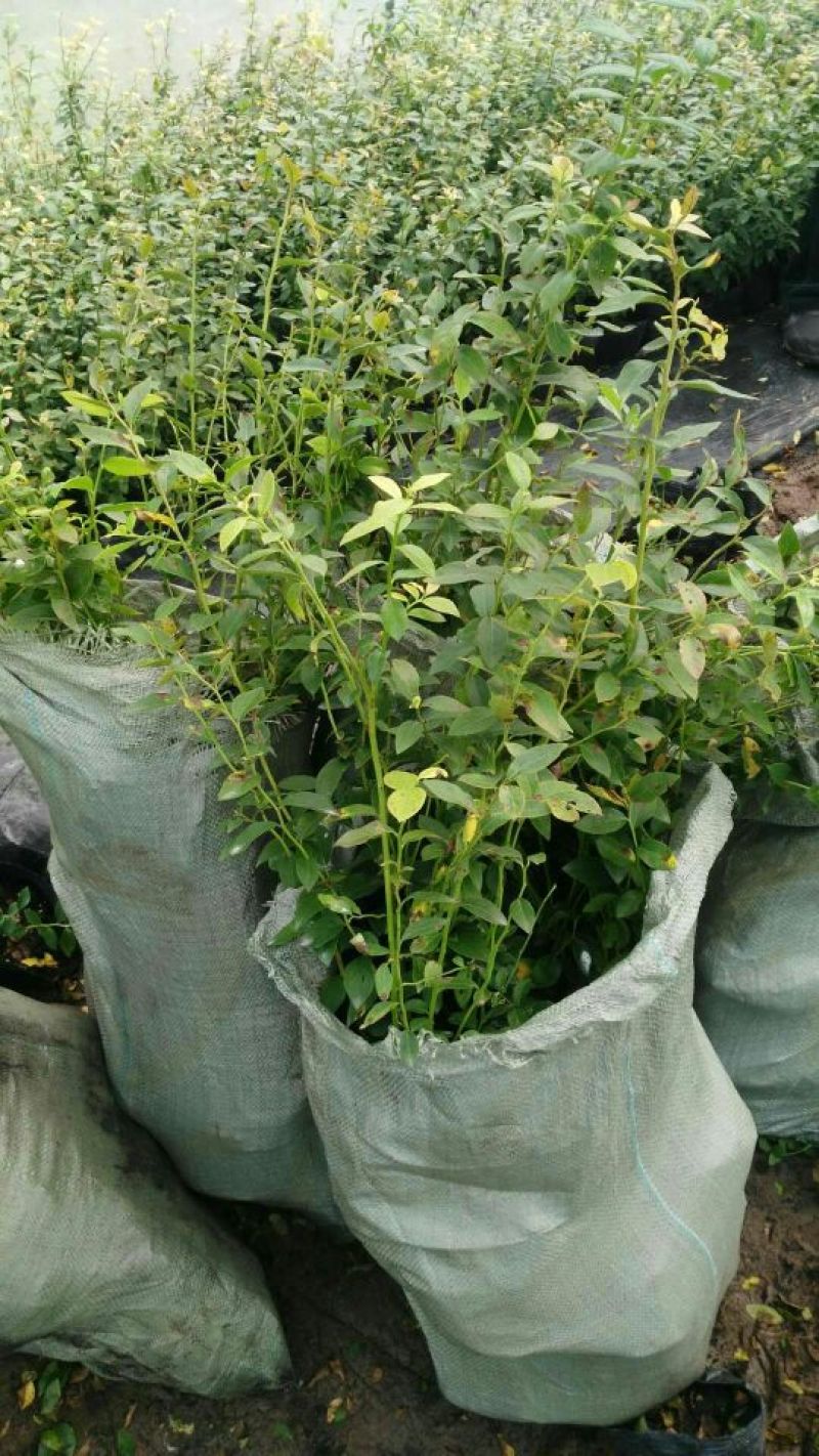蓝莓苗2年以上80~100cm