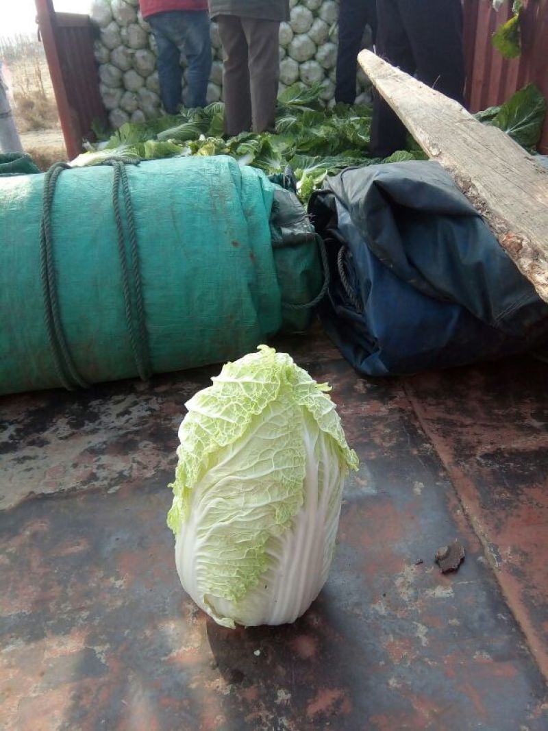 辽宁白菜/杠菜。新民包心白菜