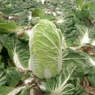 辽宁白菜/杠菜。新民包心白菜