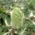 辽宁白菜/杠菜。新民包心白菜