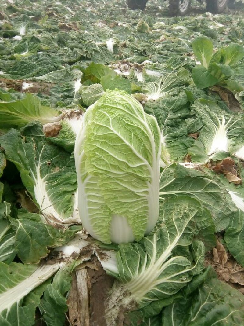 辽宁白菜/杠菜。新民包心白菜