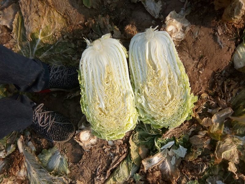 辽宁白菜/杠菜。新民包心白菜