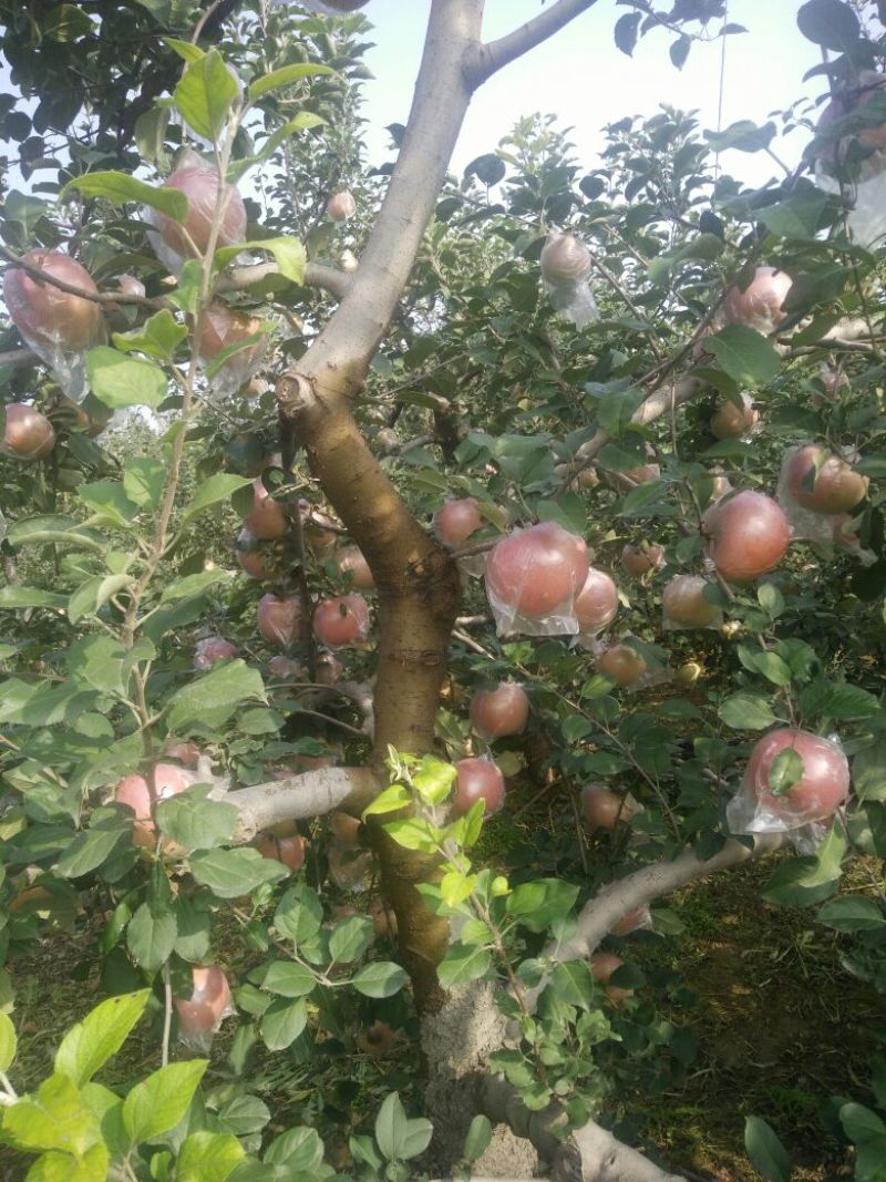 红富士苹果75mm以上膜袋