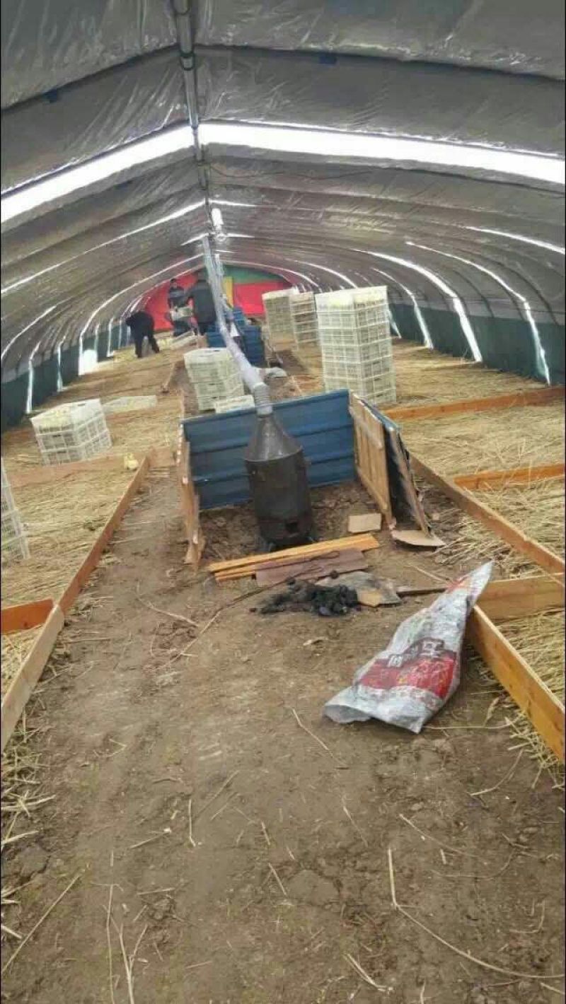 白鹅苗250g以下