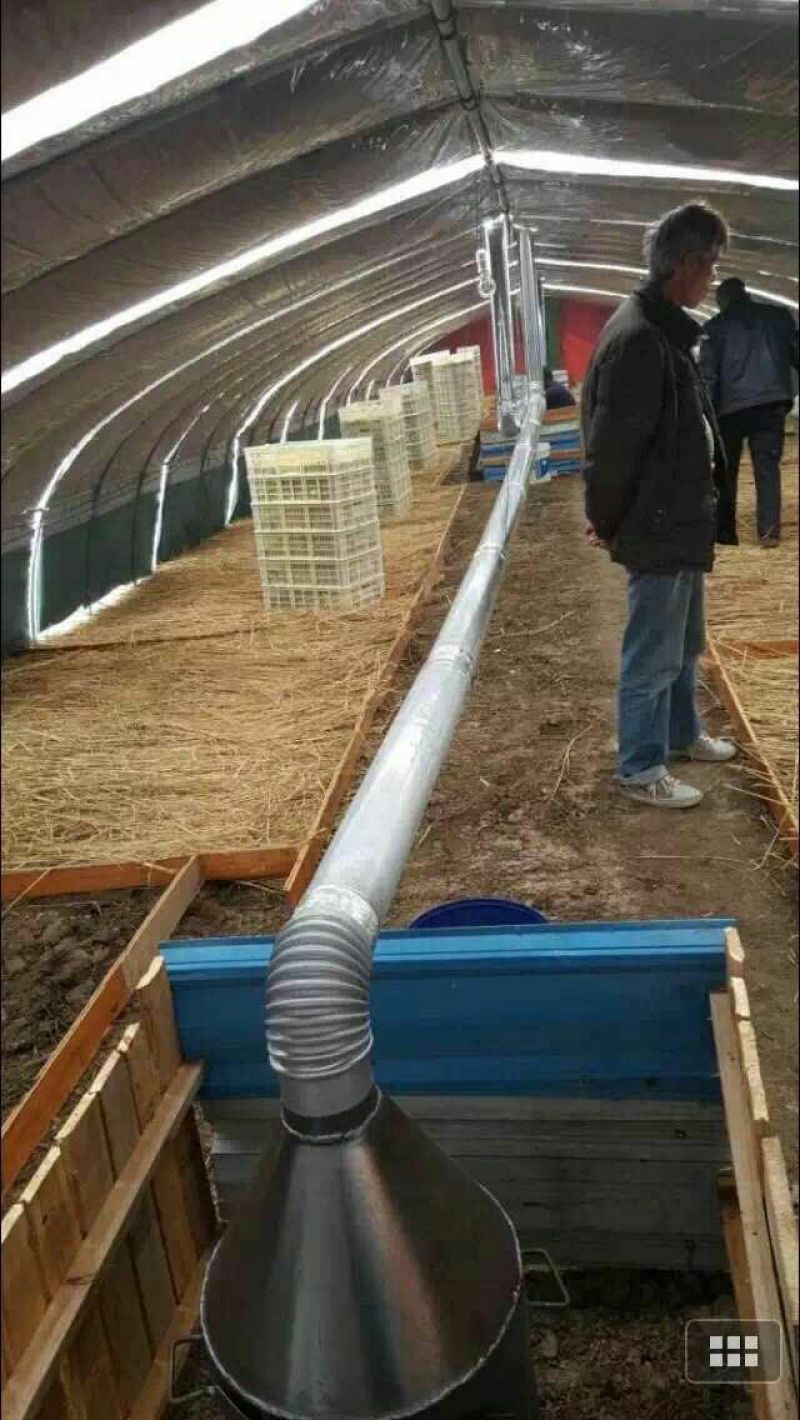 白鹅苗250g以下