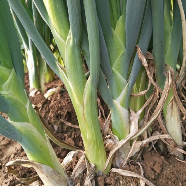 长白大葱葱苗40cm