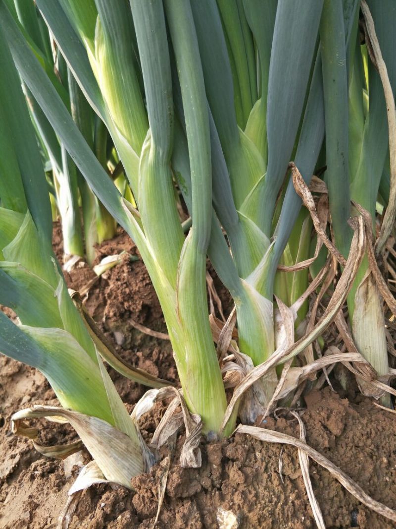 长白大葱葱苗40cm