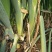 长白大葱葱苗40cm